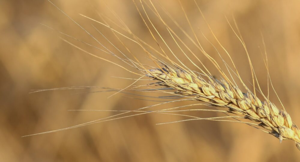 "Русагро" продолжает внедрение сервиса "История поля"